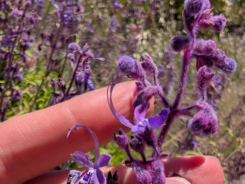 Trichostema parishii, photograph 1