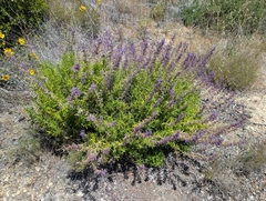 Trichostema parishii, photograph (c) Sergey, some rights reserved (CC BY)