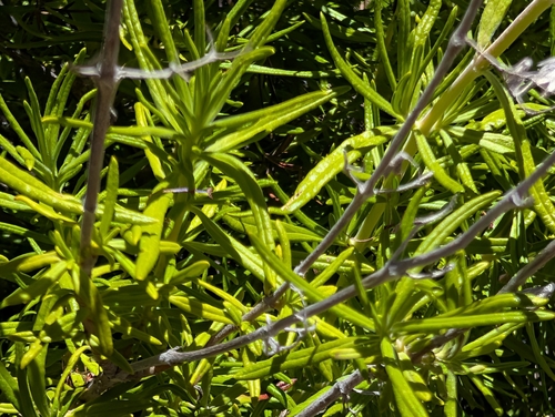 Trichostema parishii, photograph 3