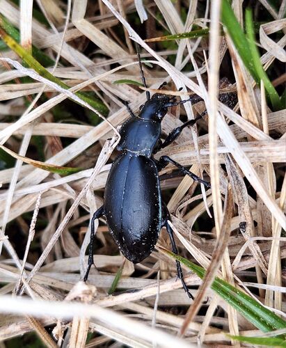 Carabus germarii