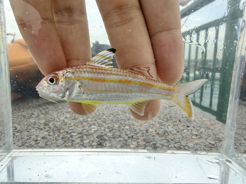 Beach goatfish (Upeneus sulphureus) — Mullidae — 5