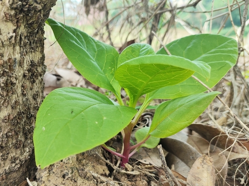 American pokeweed