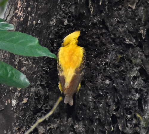 Cream-colored Woodpecker (Celeus flavus), photo 5