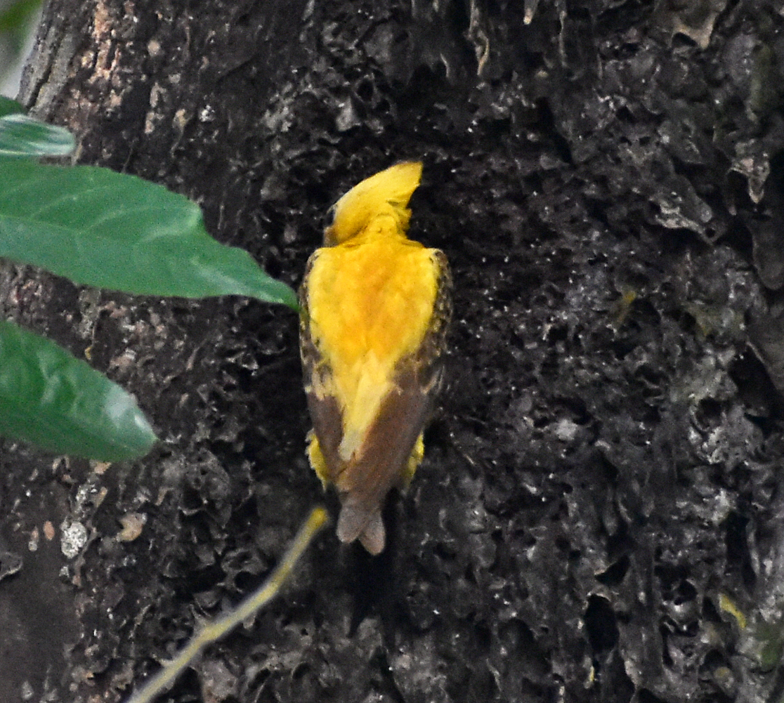 Cream-colored Woodpecker (Celeus flavus), photo 5