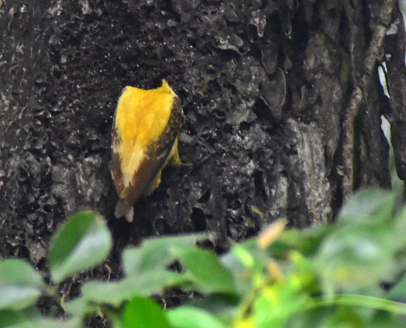 Cream-colored Woodpecker (Celeus flavus), photo 6