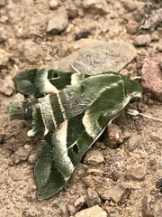 Proserpinus clarkiae