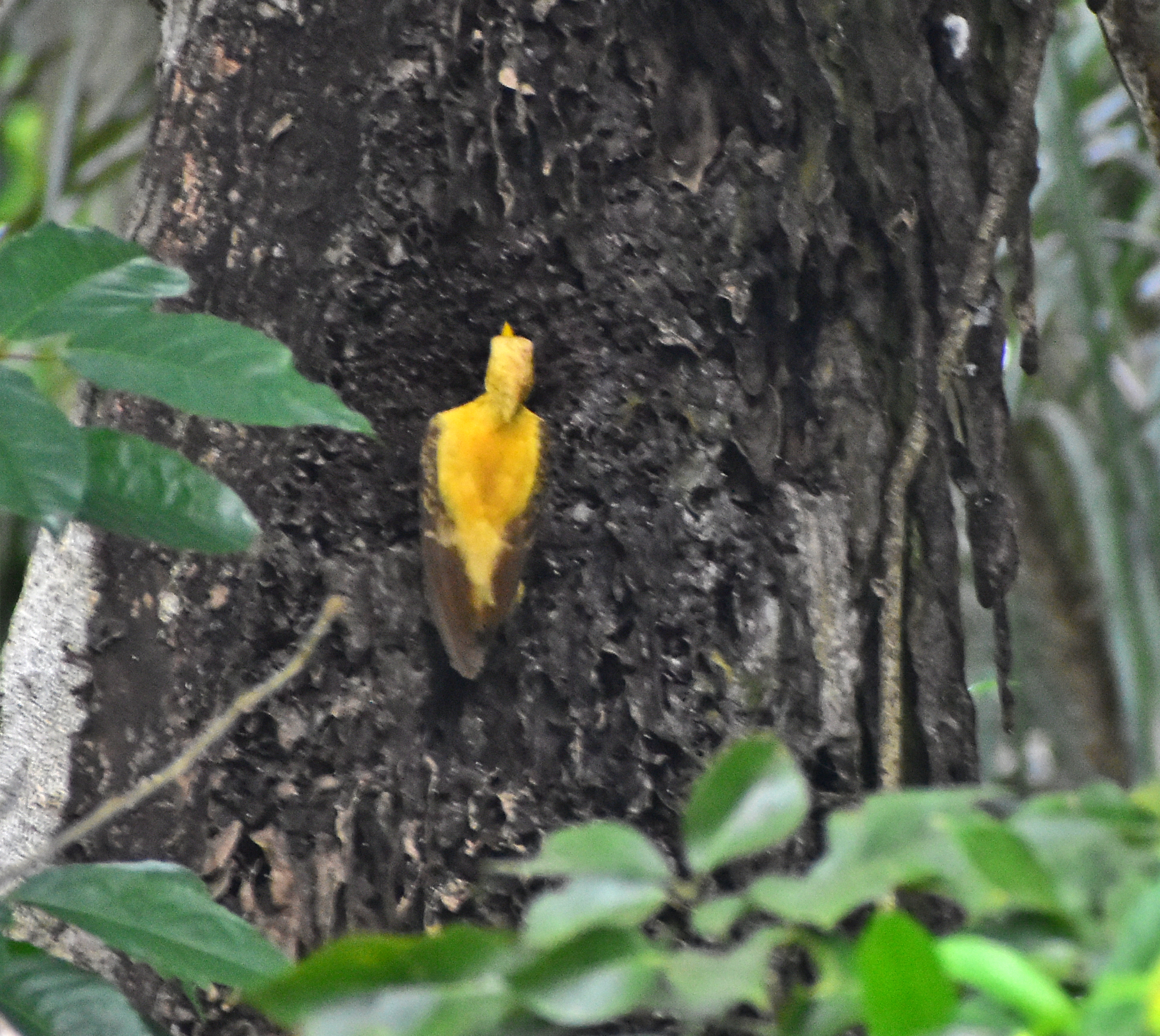 Cream-colored Woodpecker (Celeus flavus), photo 7