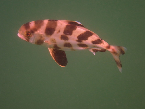 Seriolina nigrofasciata observed 2026-05-31
