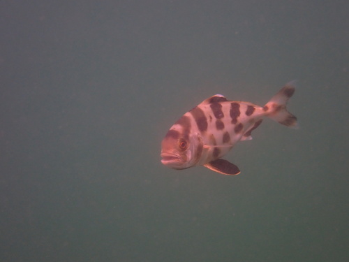 Amberjack (Seriolina nigrofasciata) — Carangidae — 4