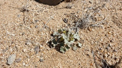 Eriogonum reniforme