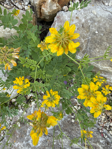 Coronilla coronata, photograph 6