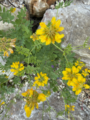 Coronilla coronata, photograph (c) Codrin Bucur, some rights reserved (CC BY)