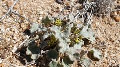 Eriogonum reniforme