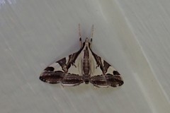 Agrioglypta itysalis