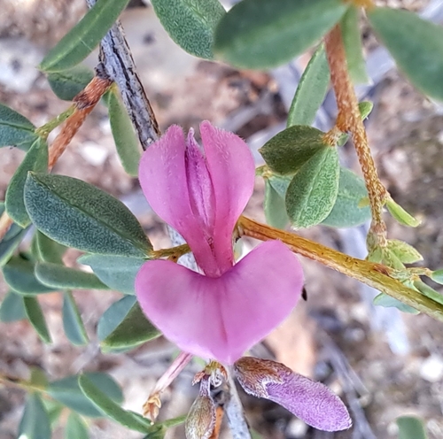 Bear Indigo