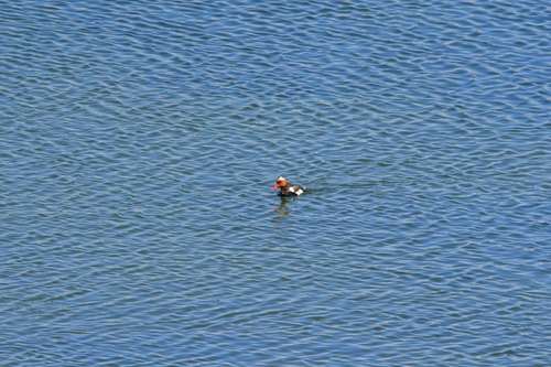 Red-crested Pochard