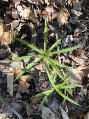 Dulichium arundinaceum