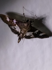 Desmia ufeus