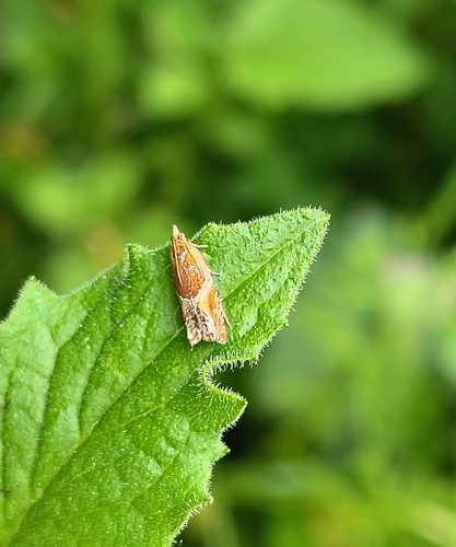 Small Buckthorn Roller