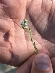 Micropus californicus