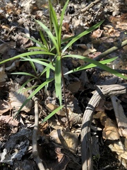 Dulichium arundinaceum