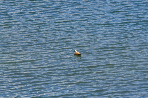 Ruddy Shelduck