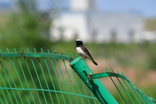 Pied Wheatear