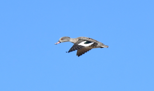 iNaturalist image