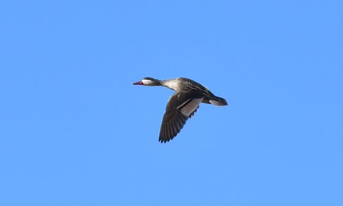 iNaturalist image