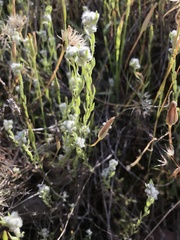 Micropus californicus