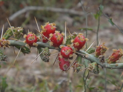 Cylindropuntia leptocaulis