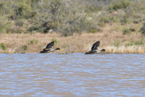 iNaturalist: (c) Ryan Tippett, some rights reserved (CC BY-NC), uploaded by Ryan Tippett iNaturalist image