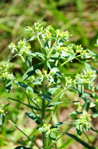 Euphorbia papillosa