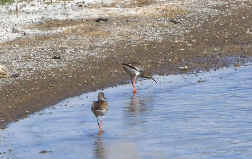 Common Redshank