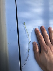 Micropus californicus