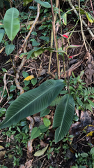 Heliconia metallica, photograph (c) Nathan Nguyen, some rights reserved (CC BY)