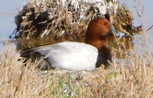 Common Pochard