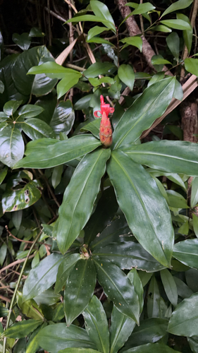 Costus pulverulentus, photograph 3