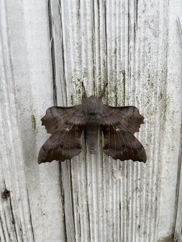 Poplar Hawkmoth