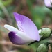 Astragalus alpinus - Photo (c) rsealy, alguns direitos reservados (CC BY-NC), uploaded by rsealy