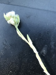 Micropus californicus