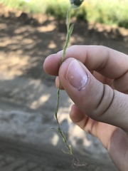 Micropus californicus