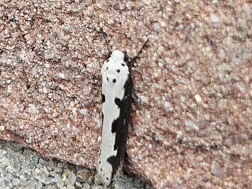 Viper's Bugloss Moth