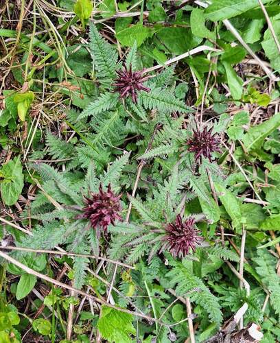 Beakless Red Lousewort
