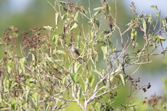 Vireo pallens