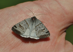Caenurgina caerulea