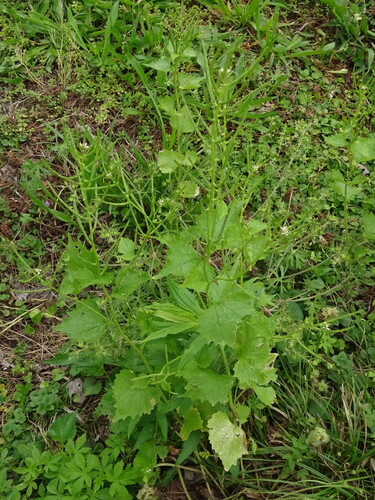 garlic mustard
