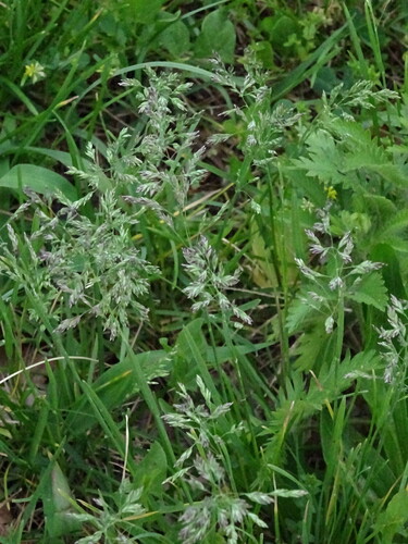 Kentucky Bluegrass