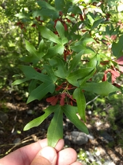 Acer grandidentatum