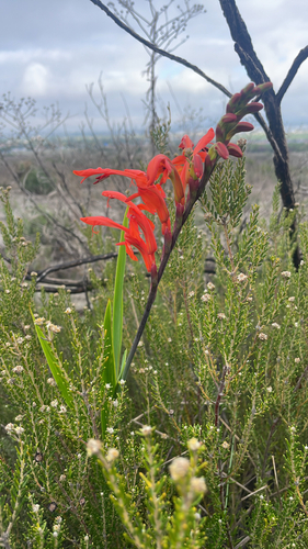 Cobra Lily